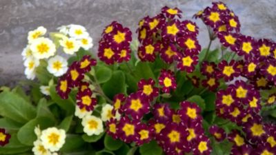 Лот: 12958068. Фото: 1. Семена примулы золотистой ушковой... Садовые цветы