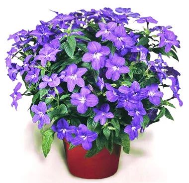 Лот: 12011234. Фото: 1. Броваллия. Горшечные растения и комнатные цветы