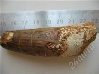 Лот: 67081. Фото: 1. огромный зуб древнего спинозавра... Другое (антиквариат)