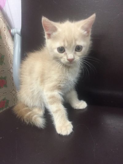 Лот: 18578865. Фото: 1. Котёнок Мейн-кун. Кошки, котята