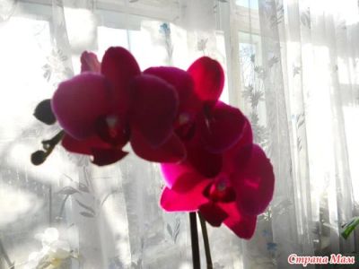 Лот: 4813026. Фото: 1. Орхидея фаленопсис 2. Горшечные растения и комнатные цветы