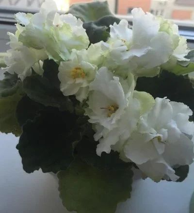 Лот: 7732668. Фото: 1. Сортовая фиалка Спринг Роуз Spring... Горшечные растения и комнатные цветы