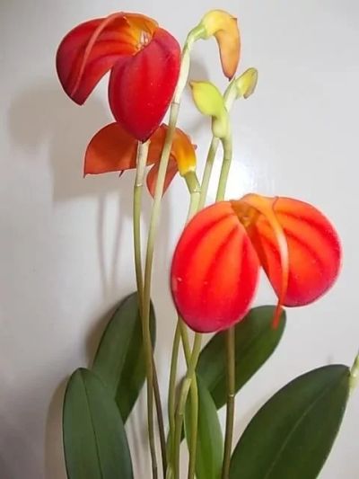 Лот: 9769823. Фото: 1. Орхидея Масдеваллия. Горшечные растения и комнатные цветы