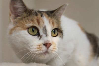 Лот: 8247213. Фото: 1. Кошка в частный дом. Кошки, котята