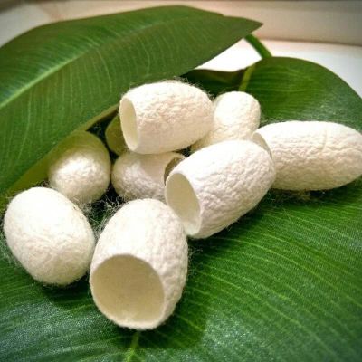 Лот: 20592605. Фото: 1. Коконы шелкопряда Silk cocoons... Уход за лицом 