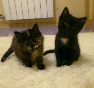 Лот: 4141075. Фото: 1. Отдам котенка. Кошки, котята