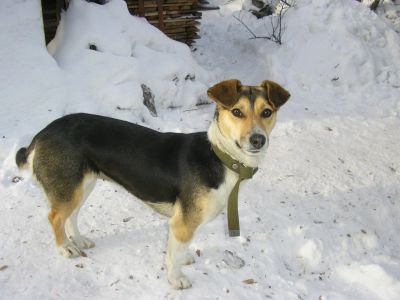 Лот: 3751730. Фото: 1. Почти джек рассел. Собаки, щенки