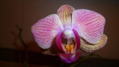 Лот: 6393296. Фото: 1. орхидея фаленопсис (дитё) (Baldan... Горшечные растения и комнатные цветы