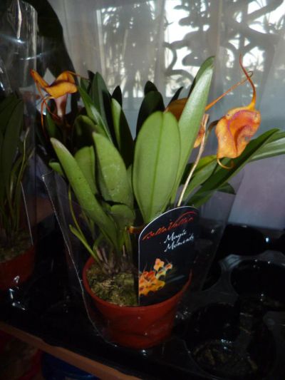 Лот: 4095773. Фото: 1. Орхидея Масдеваллия. Горшечные растения и комнатные цветы