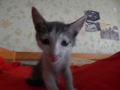 Лот: 5524160. Фото: 1. Котенок отдам в хорошие руки. Кошки, котята