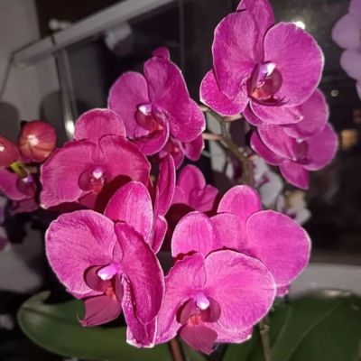 Лот: 25082891. Фото: 1. Орхидея фаленопсис "Montreux... Горшечные растения и комнатные цветы