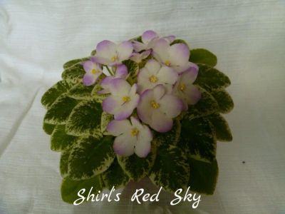 Лот: 5210303. Фото: 1. Минифиалка сортовая Shirl's Red... Горшечные растения и комнатные цветы