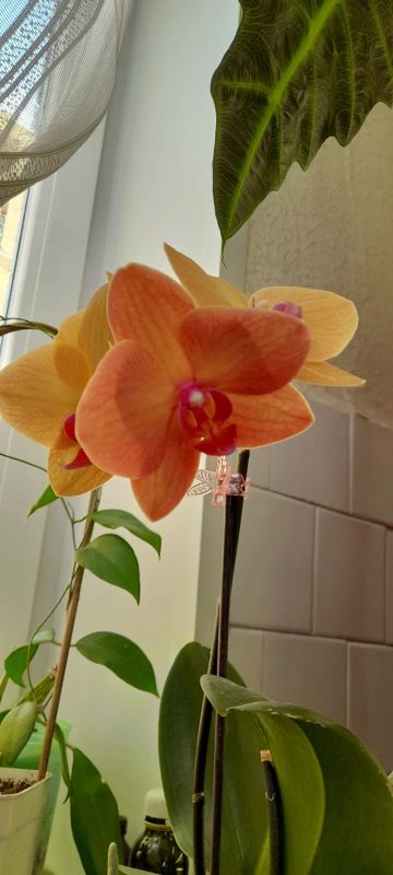 Лот: 22225852. Фото: 1. Орхидея Азиан Сун. Горшечные растения и комнатные цветы