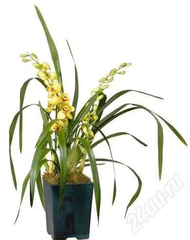 Лот: 160822. Фото: 1. орхидея цимбидиум. Горшечные растения и комнатные цветы