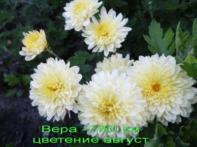 Лот: 7338745. Фото: 1. "Вера" Хризантема корейская. Садовые цветы