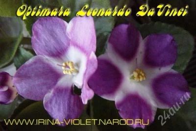 Лот: 1918710. Фото: 1. лист фиалки Optimara Leonardo... Горшечные растения и комнатные цветы