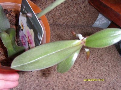 Лот: 908535. Фото: 1. Орхидеи 7 (Фаленопсис детка). Горшечные растения и комнатные цветы