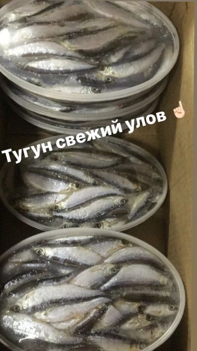 Лот: 19342332. Фото: 1. Куплю рыбу тугун невод 14-16 2024. Икра, рыба, морепродукты