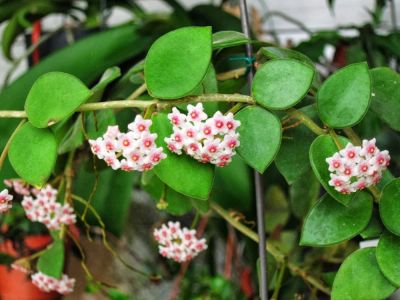 Лот: 9829416. Фото: 1. Хойя Нуммулариоидес (Hoya nummularioides... Горшечные растения и комнатные цветы