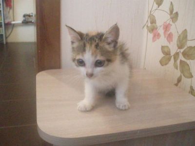 Лот: 1545564. Фото: 1. Отдам трех-цветную кошечку (привита... Кошки, котята