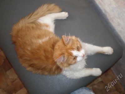 Лот: 569386. Фото: 1. Рыжий котик. Остальные животные