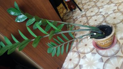 Лот: 12020295. Фото: 1. Замиокулькас растение Долларовое... Горшечные растения и комнатные цветы