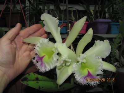Лот: 16318388. Фото: 1. Продам орхидею Cattl.+Brassavola... Горшечные растения и комнатные цветы