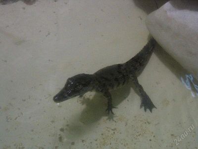 Лот: 1951773. Фото: 1. Крокодил нильский (Crocodylus... Остальные животные