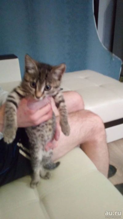 Лот: 13747566. Фото: 1. отдам котенка. Кошки, котята