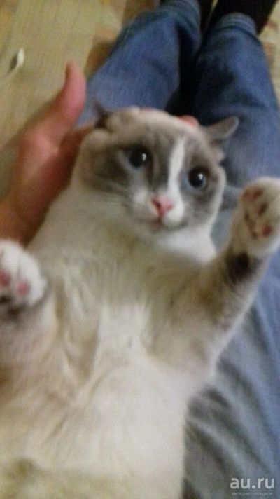 Лот: 10557041. Фото: 1. Породистый кот. Кошки, котята