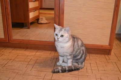Лот: 3960706. Фото: 1. Кошка британская мраморная. Кошки, котята