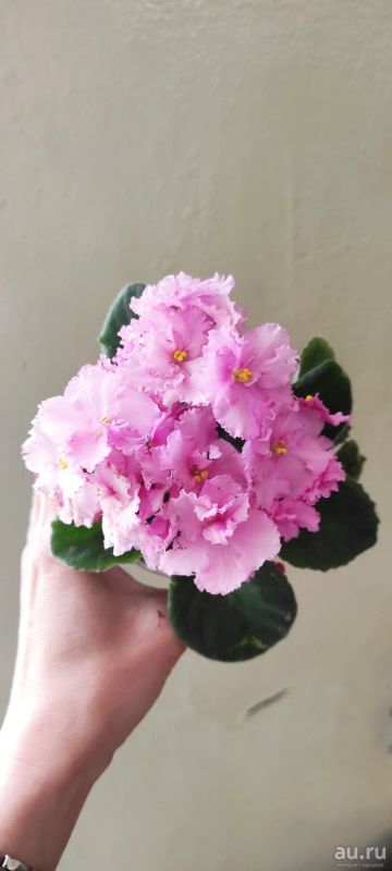 Лот: 7791817. Фото: 1. Фиалка (лист) нежно-розовая гофрированная. Горшечные растения и комнатные цветы