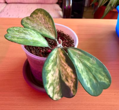 Лот: 11687007. Фото: 1. Хойя (Hoya Kerii spot center). Горшечные растения и комнатные цветы