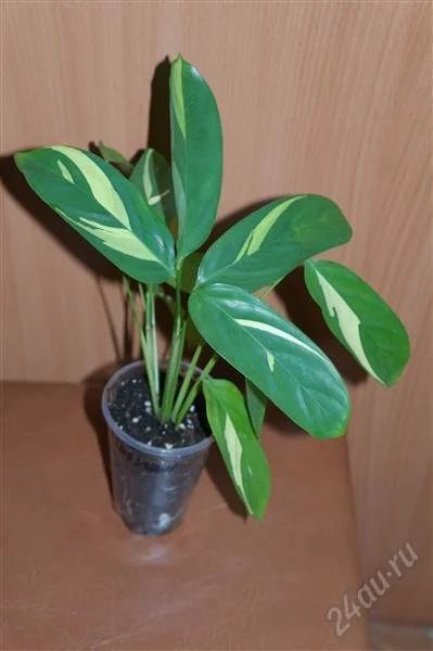 Лот: 2729615. Фото: 1. Калатея. Пушистый кустик. Горшечные растения и комнатные цветы