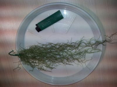 Лот: 732367. Фото: 1. Тилландсия усневидная (Tillandsia... Горшечные растения и комнатные цветы