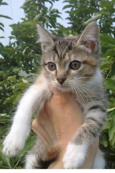 Лот: 2942355. Фото: 1. отдам кошарика в добрые руки... Кошки, котята
