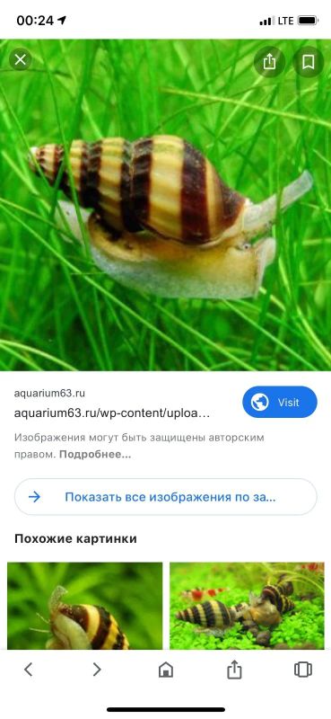 Лот: 15601869. Фото: 1. Хелены лот 5 шт. Моллюски, ракообразные, кораллы