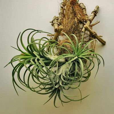 Лот: 3126515. Фото: 1. Атмосферная Тилландсия - Tillandsia... Горшечные растения и комнатные цветы