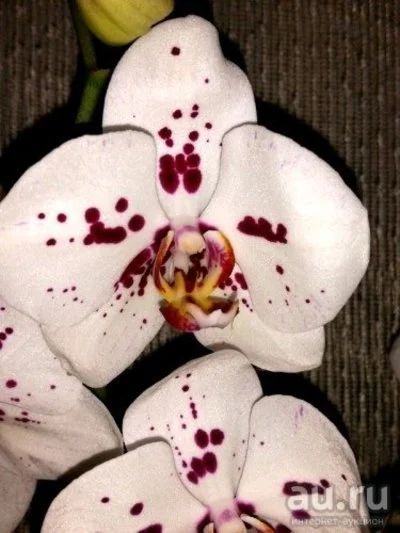 Лот: 13775229. Фото: 1. Орхидея сорт Rumba. Горшечные растения и комнатные цветы