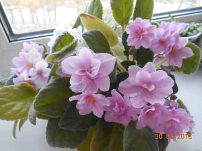 Лот: 13600534. Фото: 1. Фиалка розовая (детки). Горшечные растения и комнатные цветы