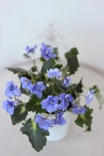 Лот: 14014303. Фото: 1. Сенполия фиалка Blue Girl. Горшечные растения и комнатные цветы
