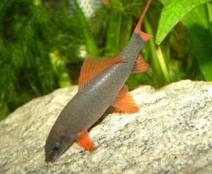 Лот: 775926. Фото: 1. Сом Лабео (Labeo fernatus). Рыбки