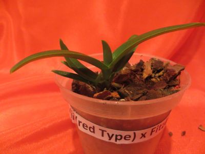 Лот: 4521512. Фото: 1. Орхидея -Sarcochilus fitzgeraldii... Горшечные растения и комнатные цветы