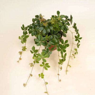 Лот: 20090107. Фото: 1. Cissus striata. Горшечные растения и комнатные цветы