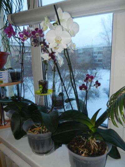 Лот: 3669043. Фото: 1. орхидея. Горшечные растения и комнатные цветы