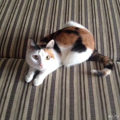 Лот: 9148272. Фото: 1. Ирис, 5 лет, стерилизована. Кошки, котята