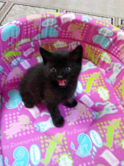 Лот: 6668909. Фото: 1. Хорошенький котик. Кошки, котята