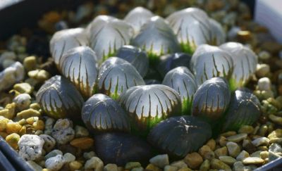Лот: 18412206. Фото: 1. Хавортия купера трунката (Haworthia... Горшечные растения и комнатные цветы