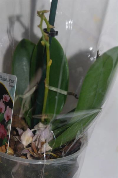 Лот: 3749403. Фото: 1. Орхидея фаленопсис мини. Цвет... Горшечные растения и комнатные цветы