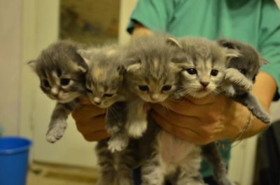Лот: 7990515. Фото: 1. Котята очаровательные британцы... Кошки, котята